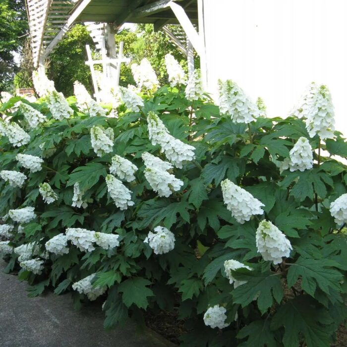 HYDRANGEA quercilla Gatsby Girl - Image 2