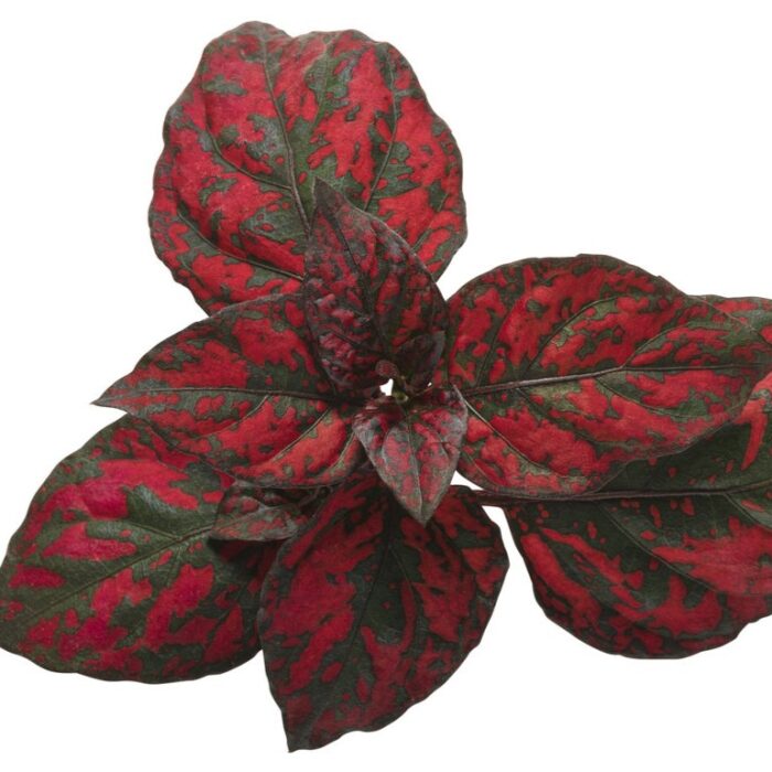 HYPOESTES Hippo Red Improved - Image 3