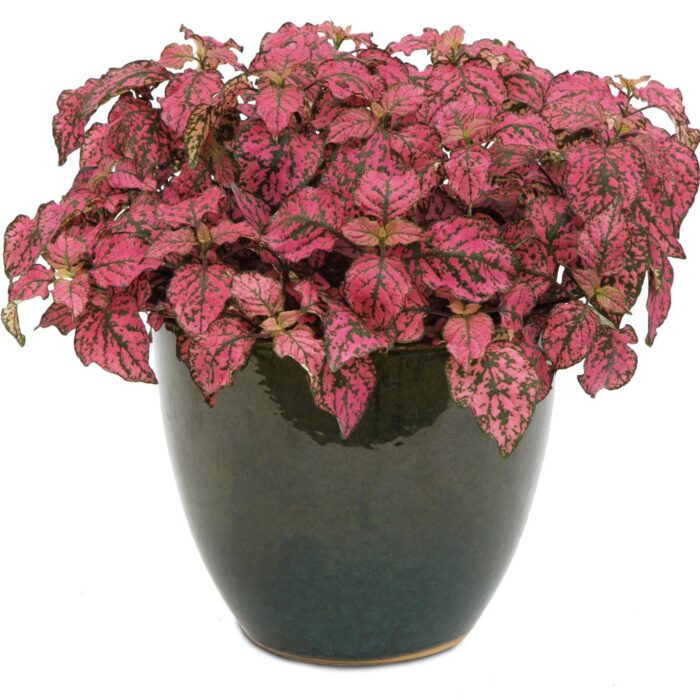 HYPOESTESHIPPOROSEPL_1.jpg HYPOESTES Hippo Rose - Image 3