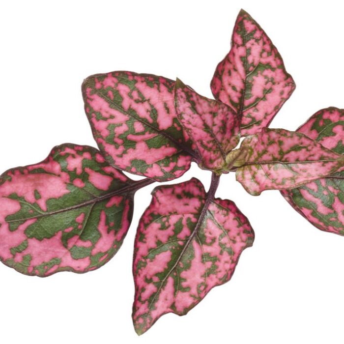HYPOESTESHIPPOROSEPL_2.jpg HYPOESTES Hippo Rose - Image 2