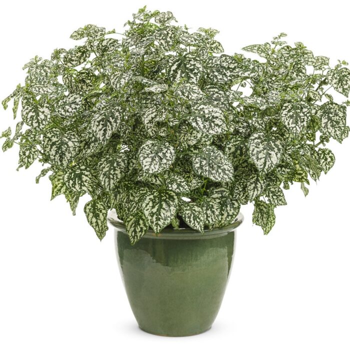HYPOESTESHIPPOWHITEPL_1.jpg HYPOESTES Hippo White - Image 2