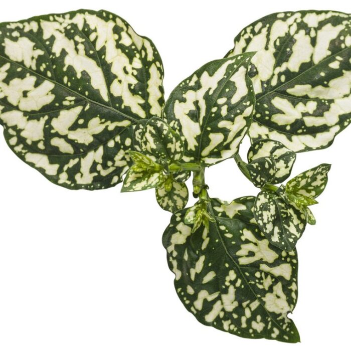 HYPOESTESHIPPOWHITEPL_2.jpg HYPOESTES Hippo White - Image 3