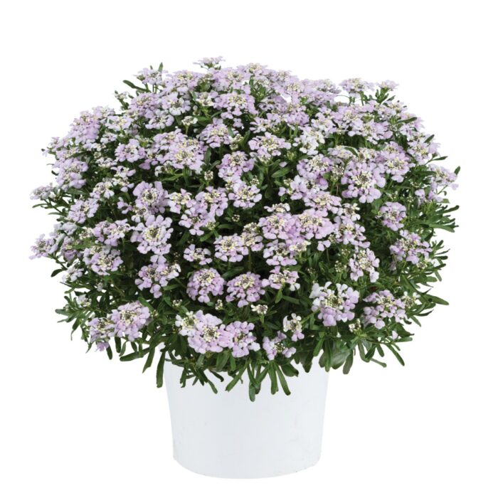 IBERIS First Flush Lavender - Image 2