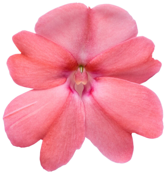 IMPATIENS SUNPATIENS COMPACT Blush Pink - Image 2