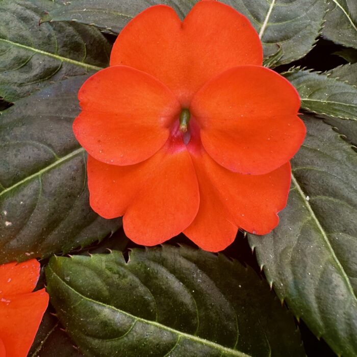 IMPATIENS SUNPATIENS COMPACT Electric Orange - Image 2