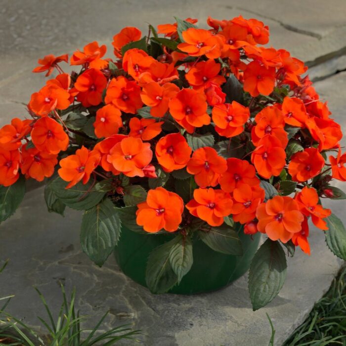 IMPATIENS SUNPATIENS COMPACT Hot Coral - Image 2