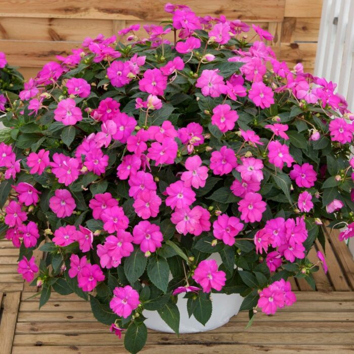 IMPATIENS SUNPATIENS COMPACT Hot Lilac - Image 2