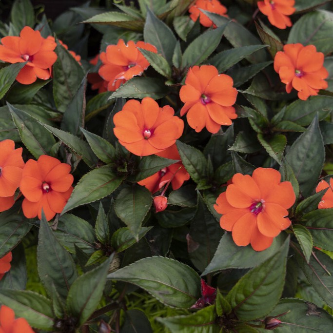 IMPATIENSSUNPATIENSCOMPACTORANGEPL.jpg