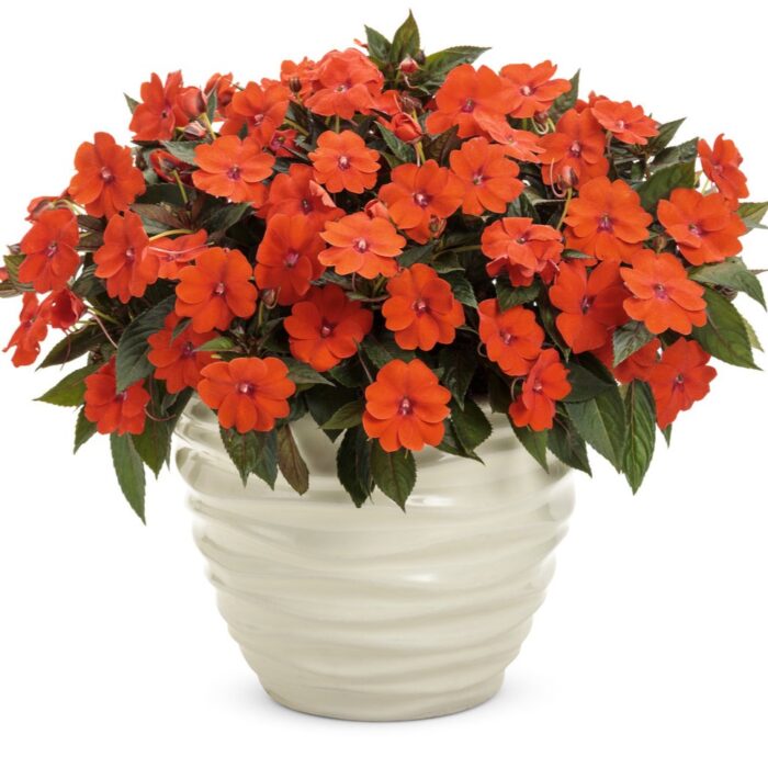 IMPATIENS SUNPATIENS COMPACT Orange - Image 2