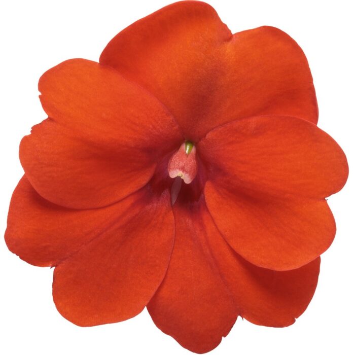 IMPATIENS SUNPATIENS COMPACT Orange - Image 3