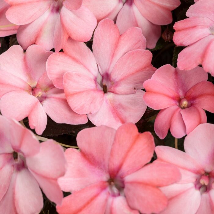 IMPATIENS SUNPATIENS COMPACT Patio Blush Pink - Image 2