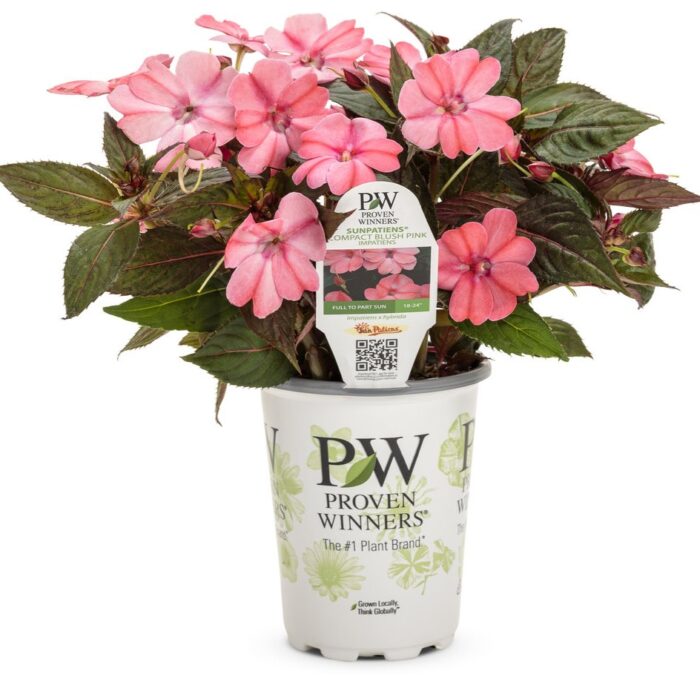 IMPATIENS SUNPATIENS COMPACT Patio Blush Pink - Image 3