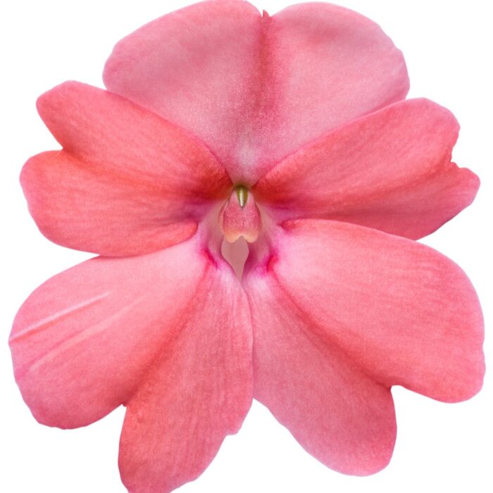 IMPATIENS SUNPATIENS COMPACT Patio Blush Pink - Image 4