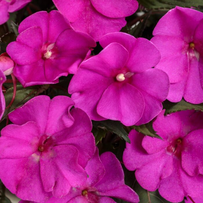 IMPATIENS SUNPATIENS COMPACT Purple - Image 2