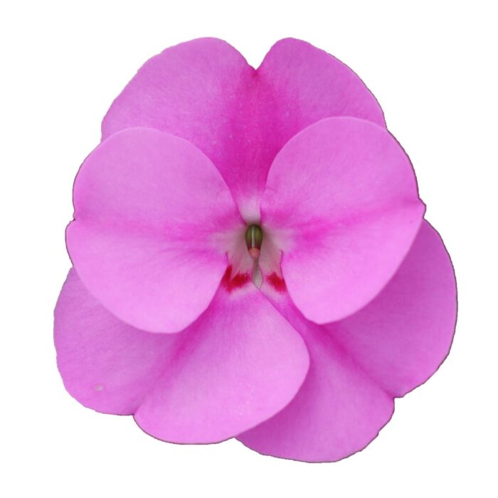 IMPATIENS SUNPATIENS VIGOROUS Lavender Splash - Image 2