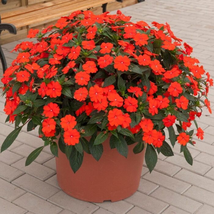 IMPATIENS SUNPATIENS VIGOROUS Orange - Image 2