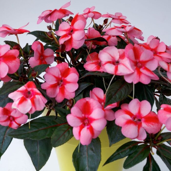 IMPATIENS SUNPATIENS VIGOROUS Peach Candy - Image 3