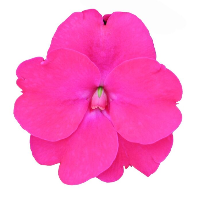 IMPATIENS SUNPATIENS VIGOROUS Rose Pink - Image 2