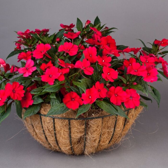 IMPATIENS SUNPATIENS VIGOROUS Scarlet - Image 2