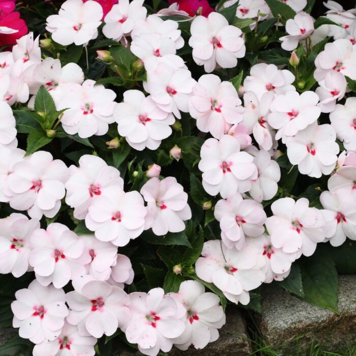 IMPATIENS SUNPATIENS VIGOROUS Sweetheart - Image 2