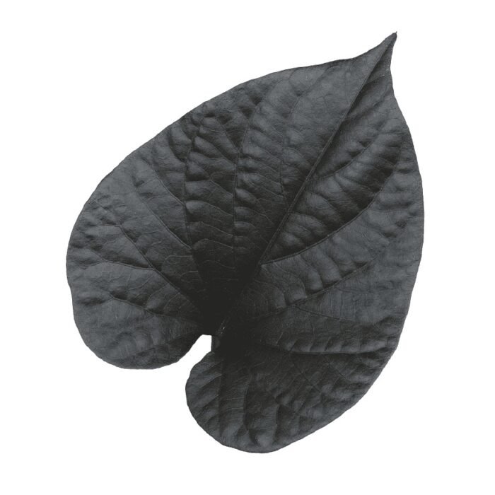 IPOMOEABLACKTONEPL_1.jpg IPOMOEA Black Tone - Image 3