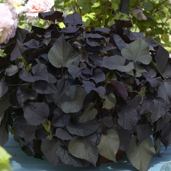 IPOMOEABLACKTONEPL_2.jpg IPOMOEA Black Tone - Image 2