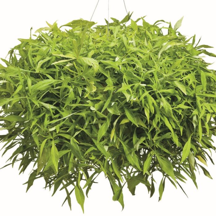 IPOMOEA Illusion Emerald Lace - Image 3