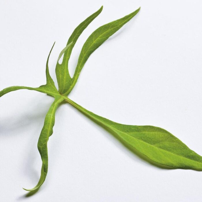 IPOMOEA Illusion Emerald Lace - Image 2