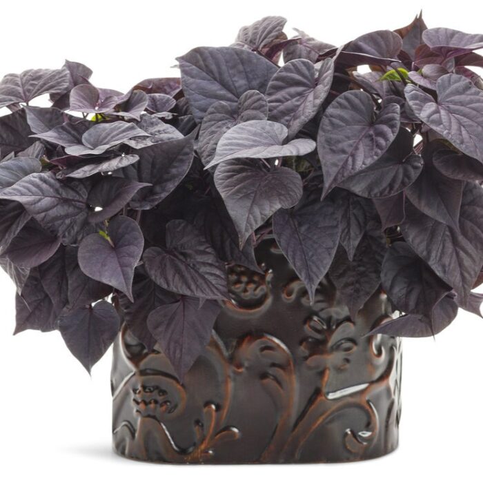IPOMOEA Jet Black - Image 3
