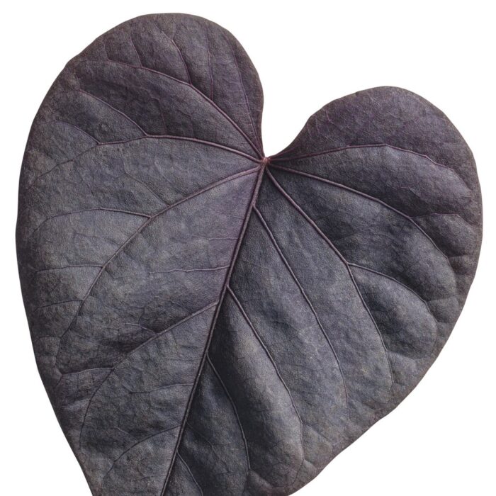 IPOMOEA Jet Black - Image 2