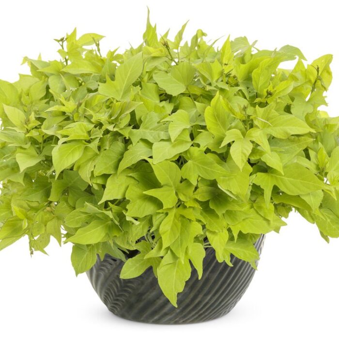 IPOMOEA Sweet Caroline Light Green - Image 3