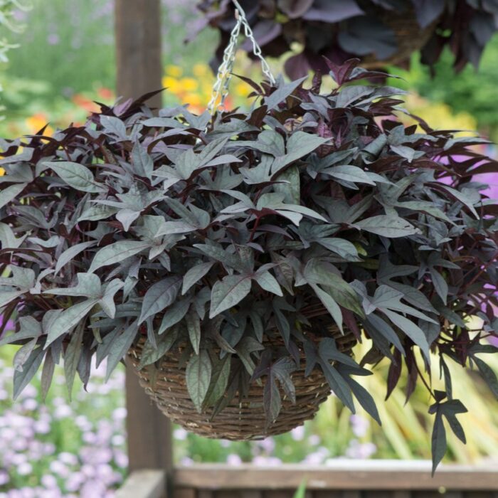 IPOMOEA Sweet Caroline Purple - Image 2