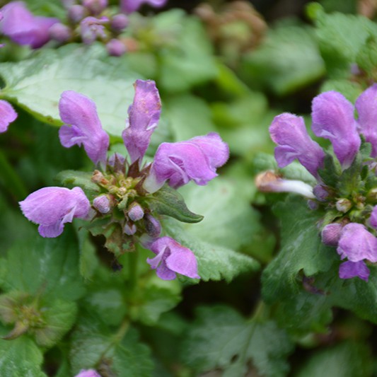 LAMIUMMACULATUMLAMIDARKPURPLEPL.jpg