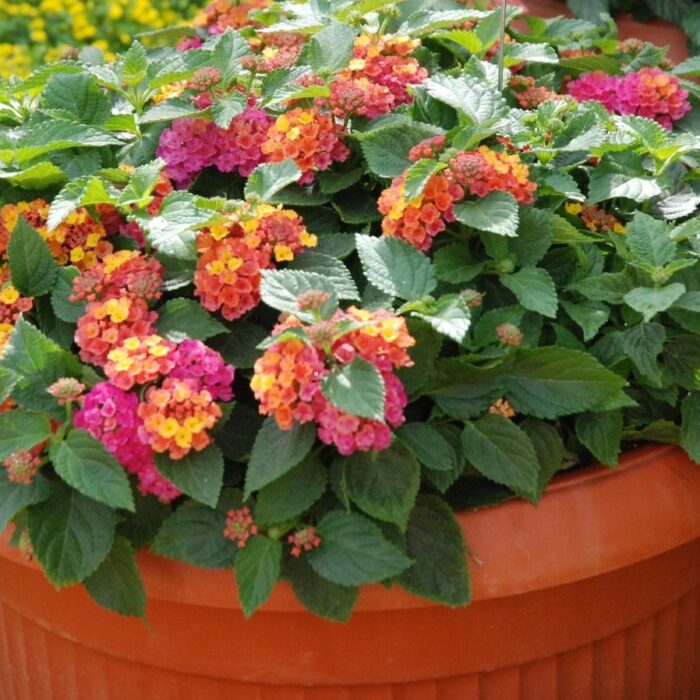 LANTANACALIPPOBUSHYORANGEMAGENTAPL_1.jpg LANTANA Calippo Bushy Orange Magenta - Image 2
