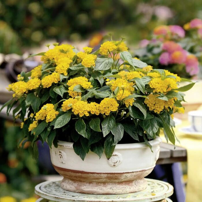 LANTANACALIPPOGOLDPL_1.jpg LANTANA Calippo Gold - Image 2