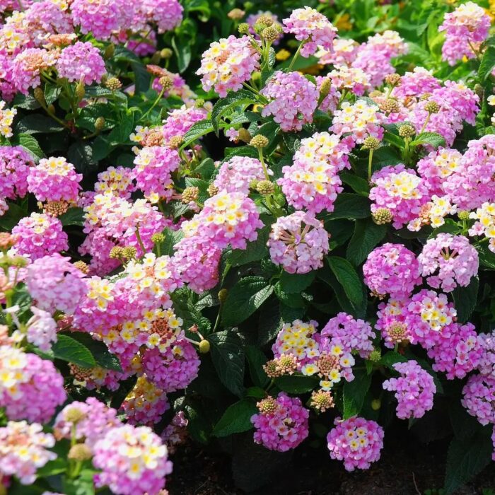 LANTANA Calippo Pink Passion - Image 2