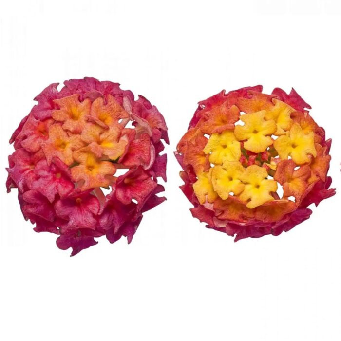 LANTANA Calippo Tutti Frutti - Image 3