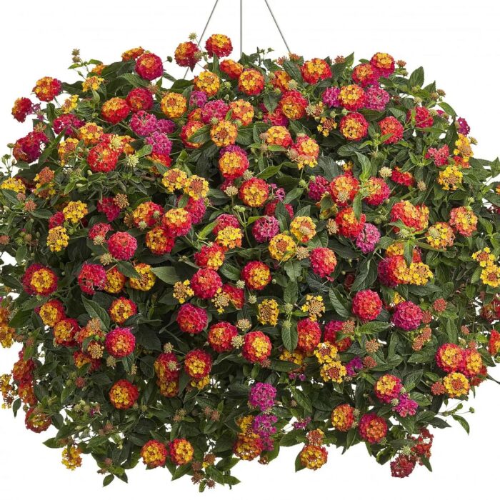 LANTANA Calippo Tutti Frutti - Image 2