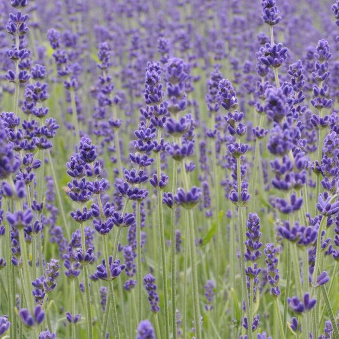 LAWENDA Hidcote - Image 3