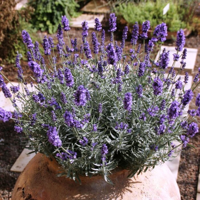 LAWENDA Hidcote - Image 2