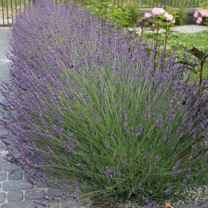 LAWENDA Platinum Nico - Image 3