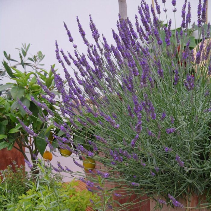 LAWENDA Platinum Nico - Image 2