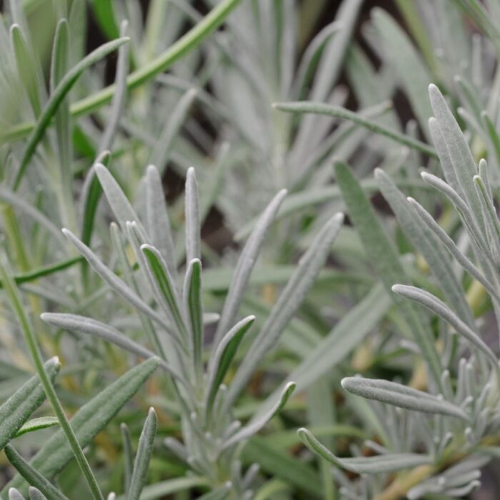 LAWENDA Platinum Nico - Image 4