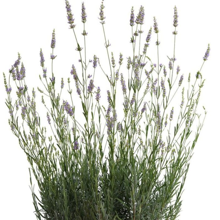 LAWENDA Prowence - Image 2
