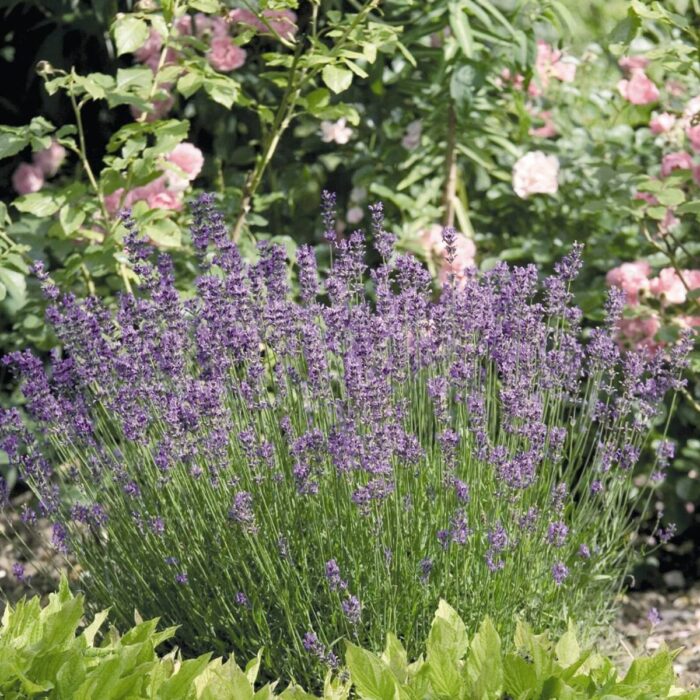 LAWENDA Vera - Image 2