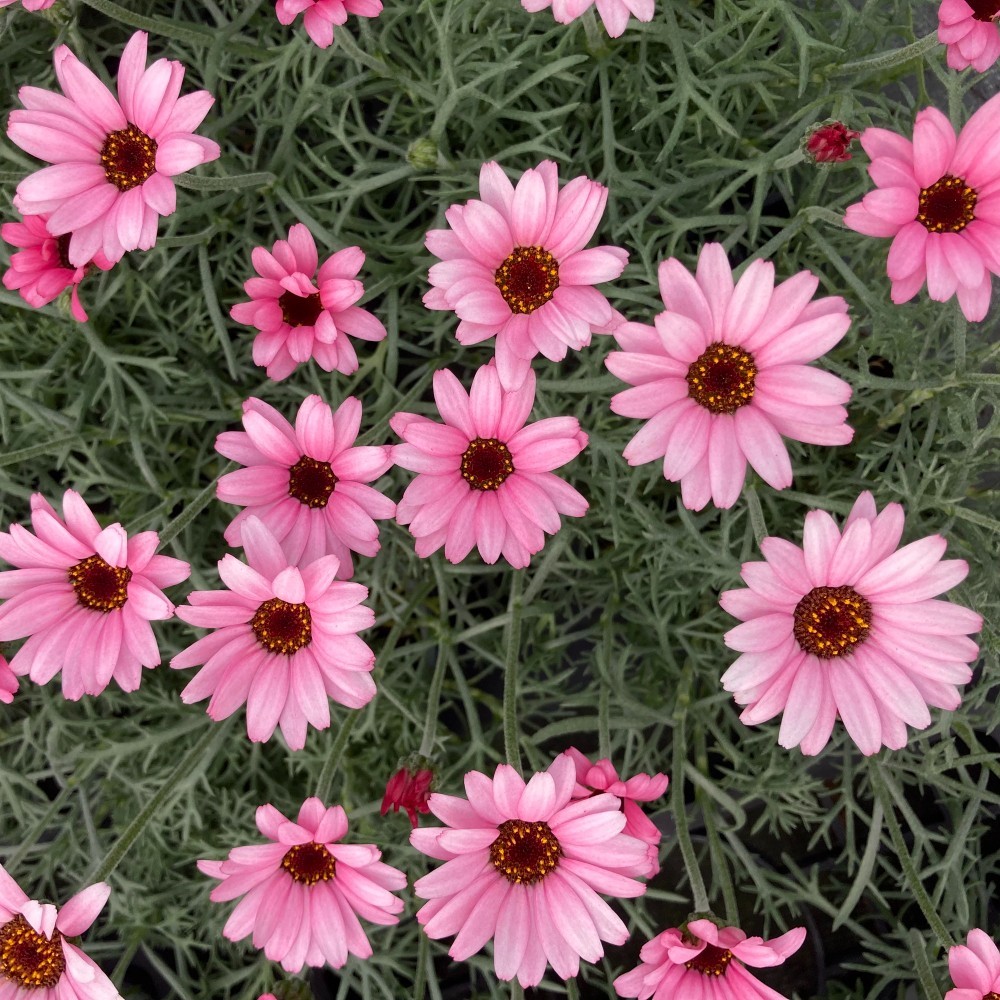 LEUCANTHEMUMAFRICANROSEPL.jpg