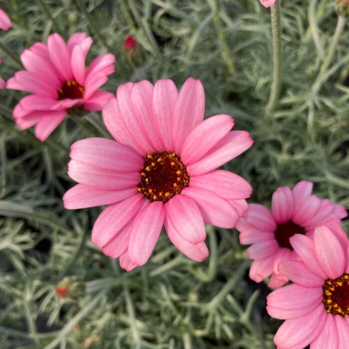 LEUCANTHEMUM African Rose - Image 3