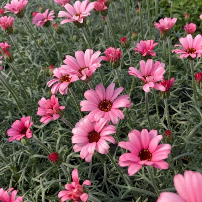 LEUCANTHEMUM African Rose - Image 2