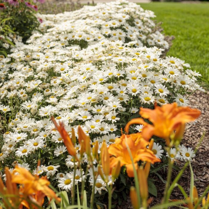 LEUCANTHEMUM Daisy May - Image 3