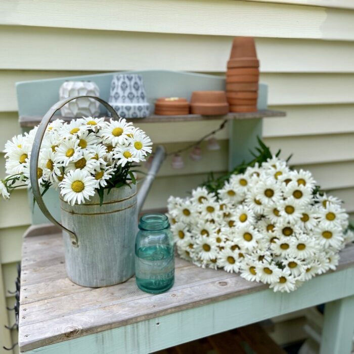 LEUCANTHEMUM Daisy May - Image 4